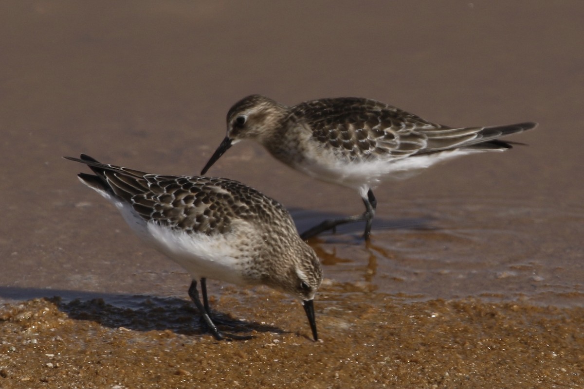 Baird's Sandpiper - Roger Woodruff