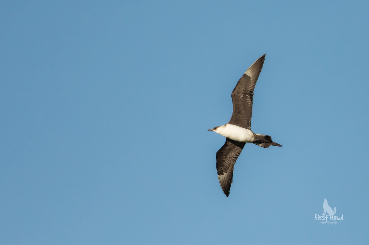 Parasitic Jaeger - ML266460191