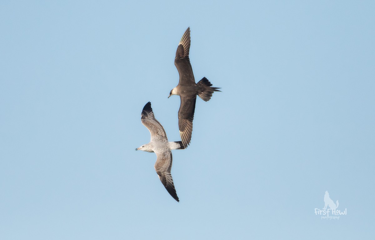 Parasitic Jaeger - Michelle Schreder