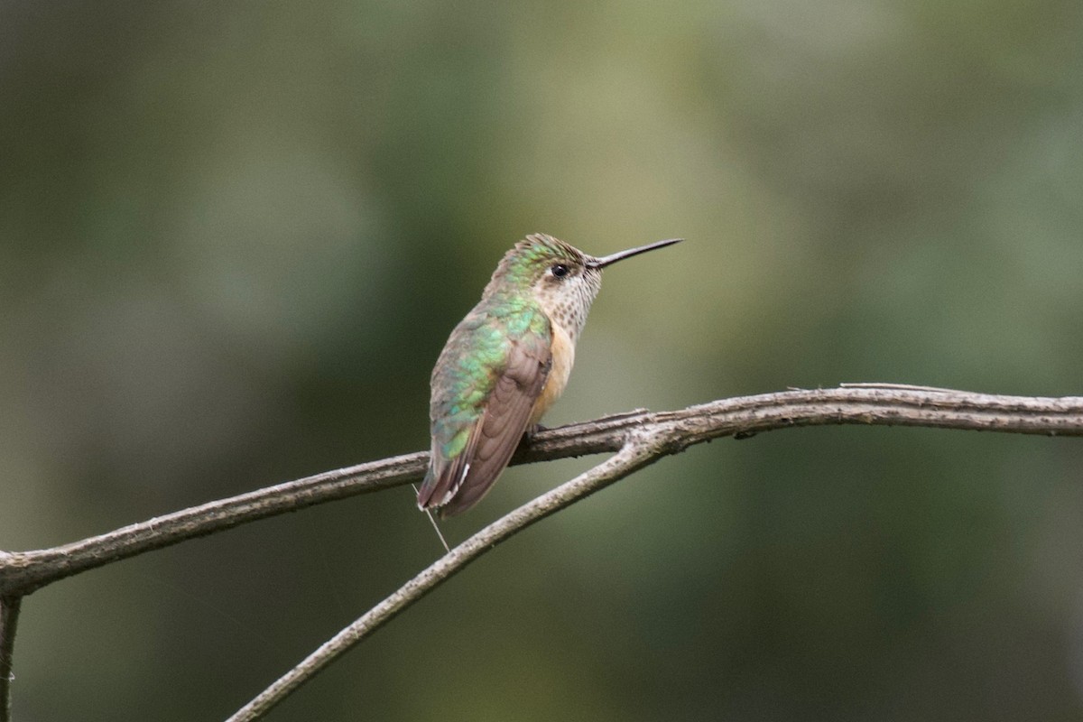 Calliope Hummingbird - ML266461611