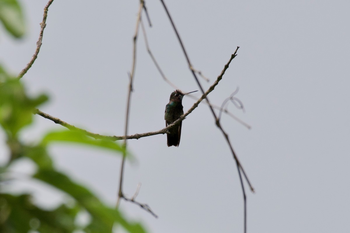 Rivoli's Hummingbird - ML266461631