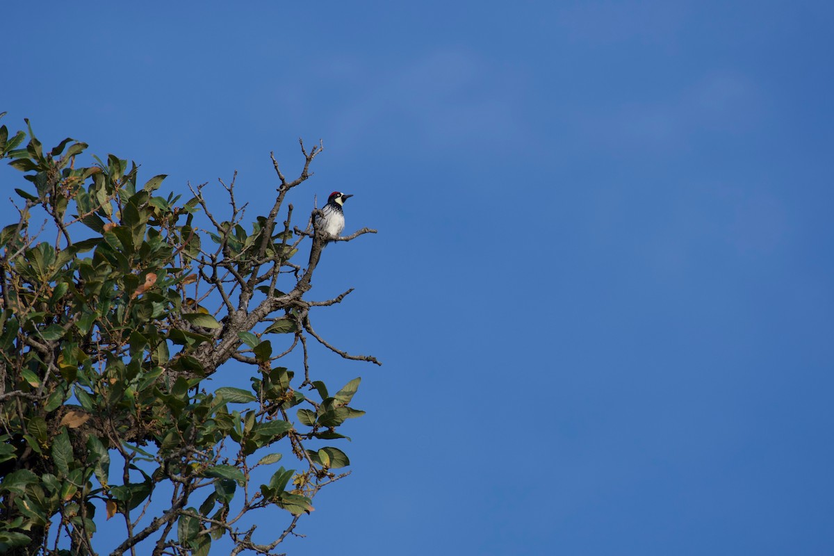 Acorn Woodpecker - ML266461681