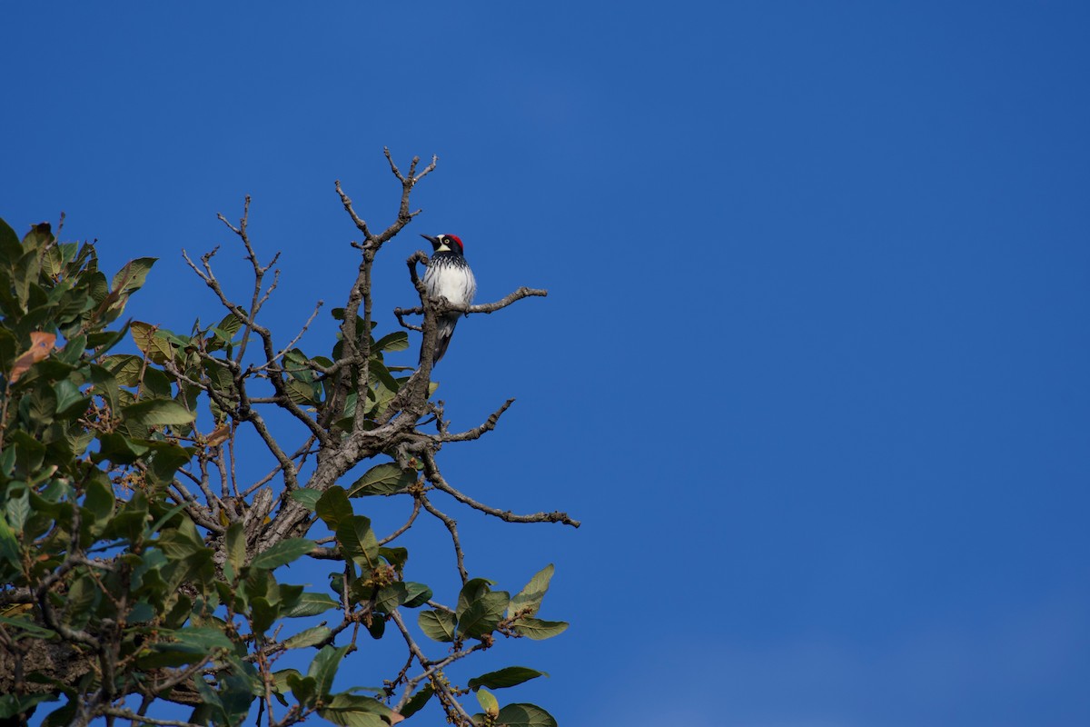 Acorn Woodpecker - ML266461691