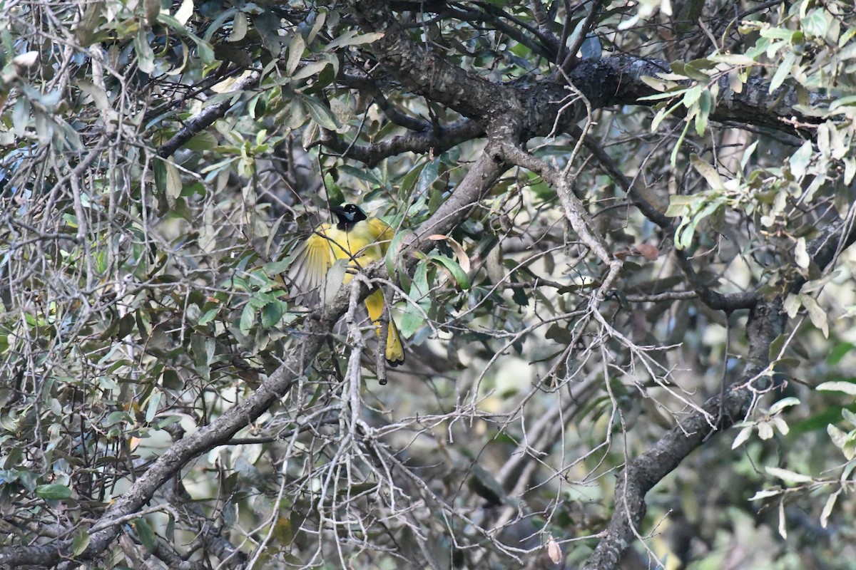 Green Jay - ML266461751