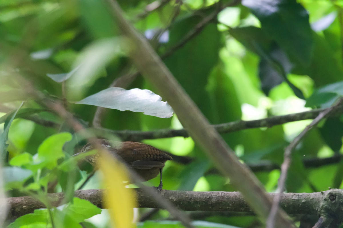 Gray-breasted Wood-Wren - ML266461811