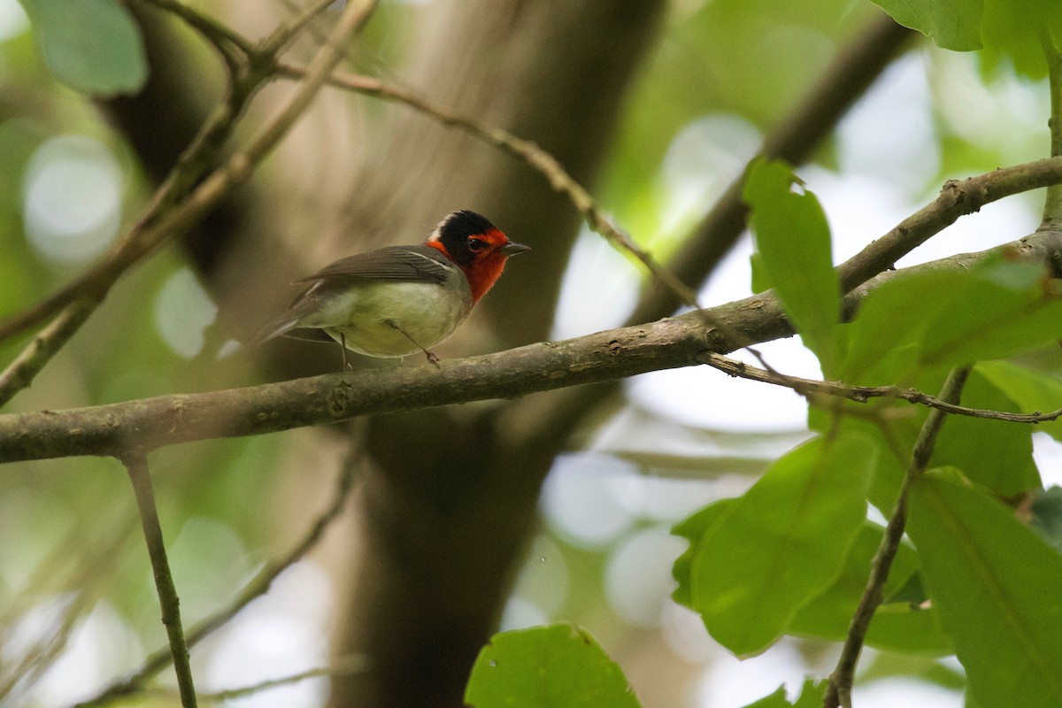 Red-faced Warbler - ML266461861