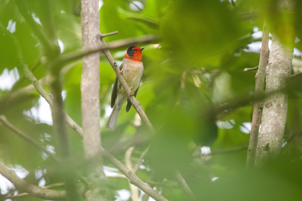 Red-faced Warbler - ML266461881