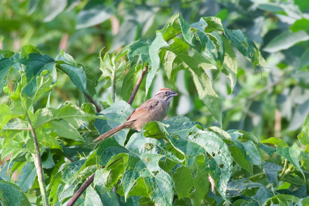 Rusty Sparrow - ML266461941