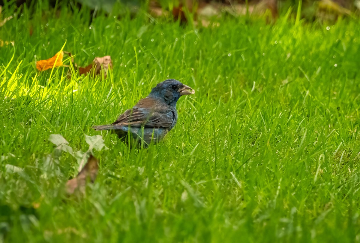 Indigo Bunting - ML266462641