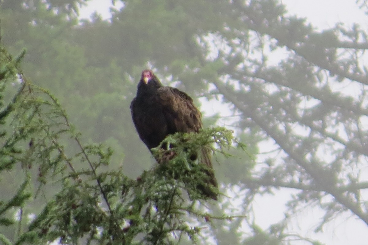 Turkey Vulture - Phil Wegener