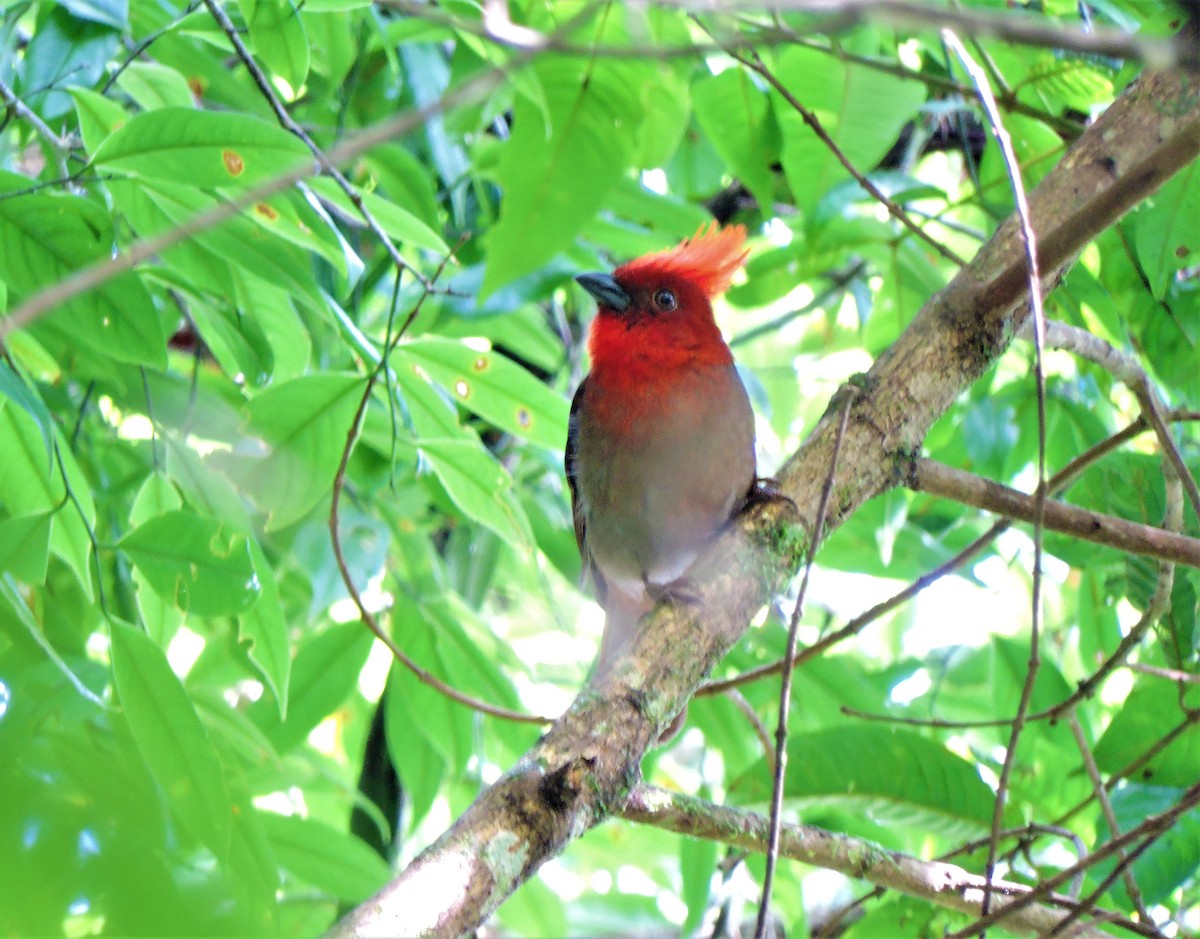 Crested Ant-Tanager - ML266463471
