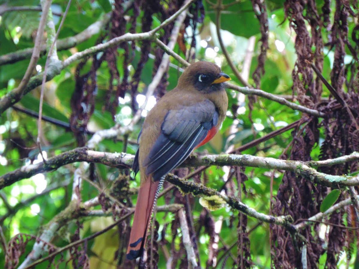 Collared Trogon - ML266463991