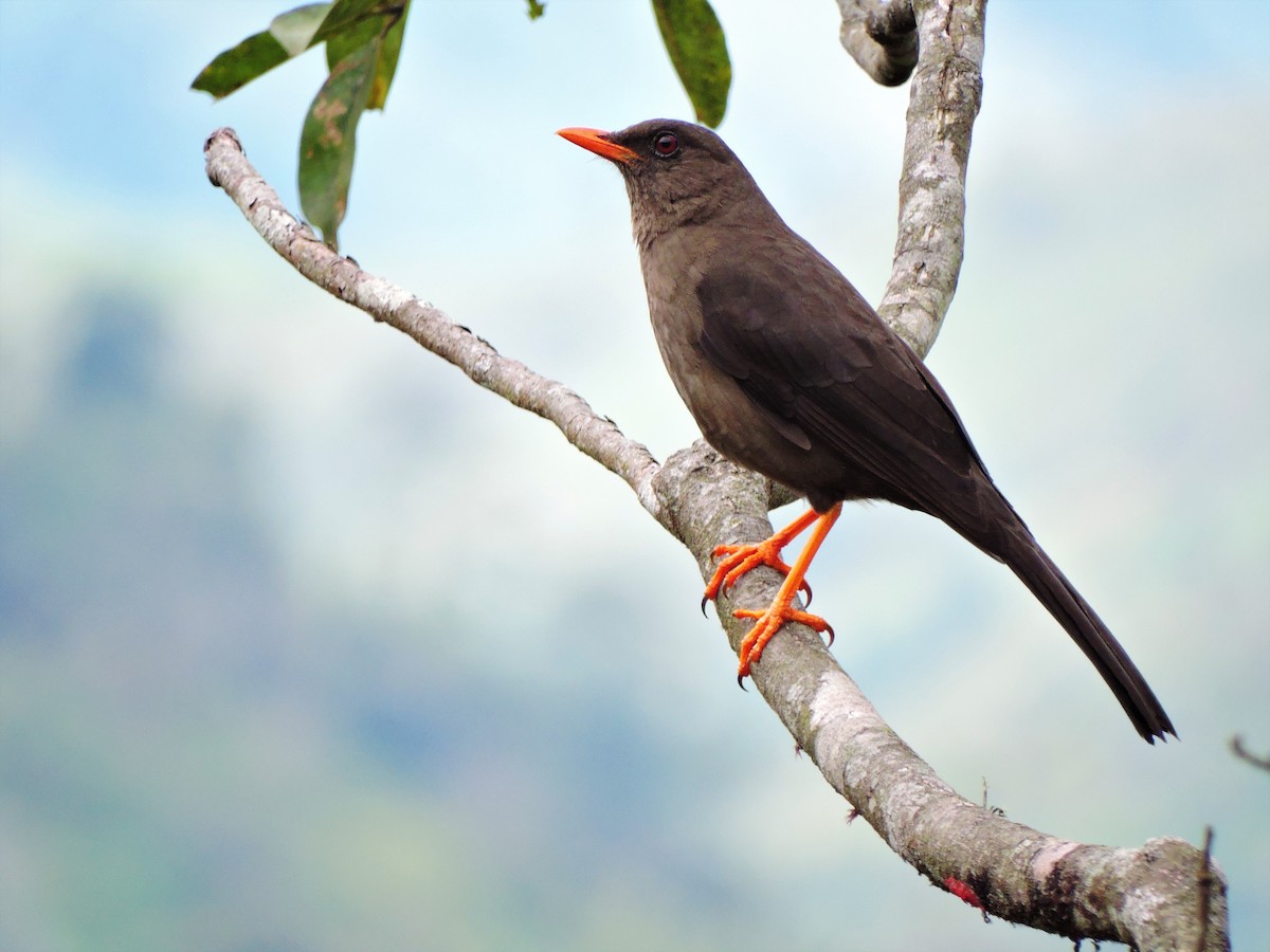 Great Thrush - ML266465201