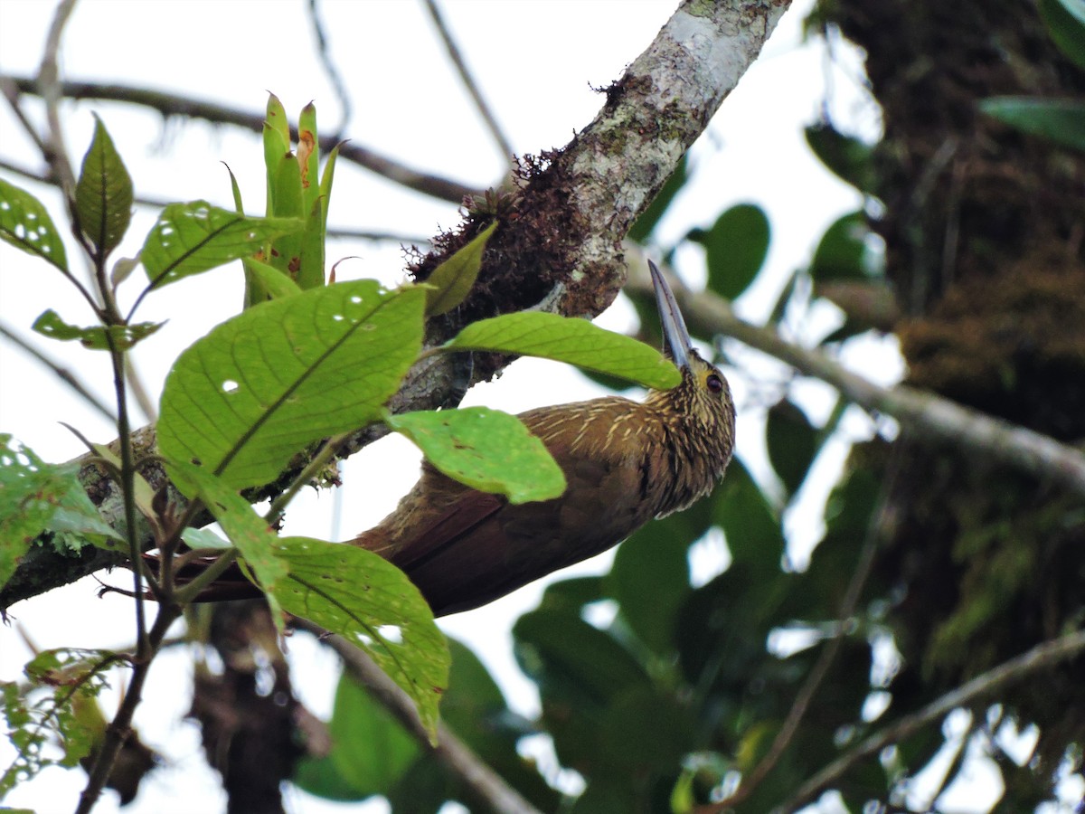 Strong-billed Woodcreeper - ML266465531