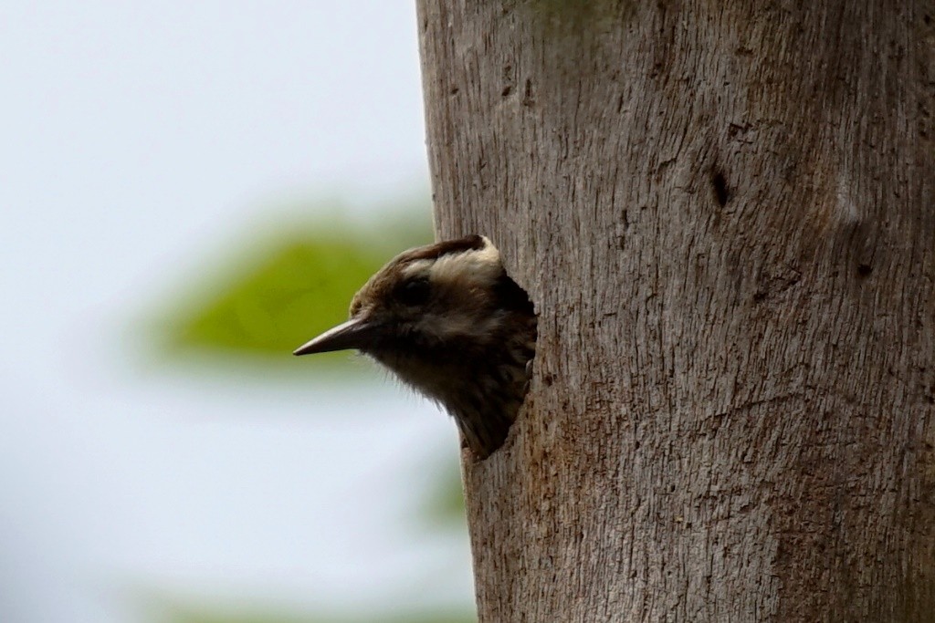 Gray-capped Pygmy Woodpecker - ML26646591