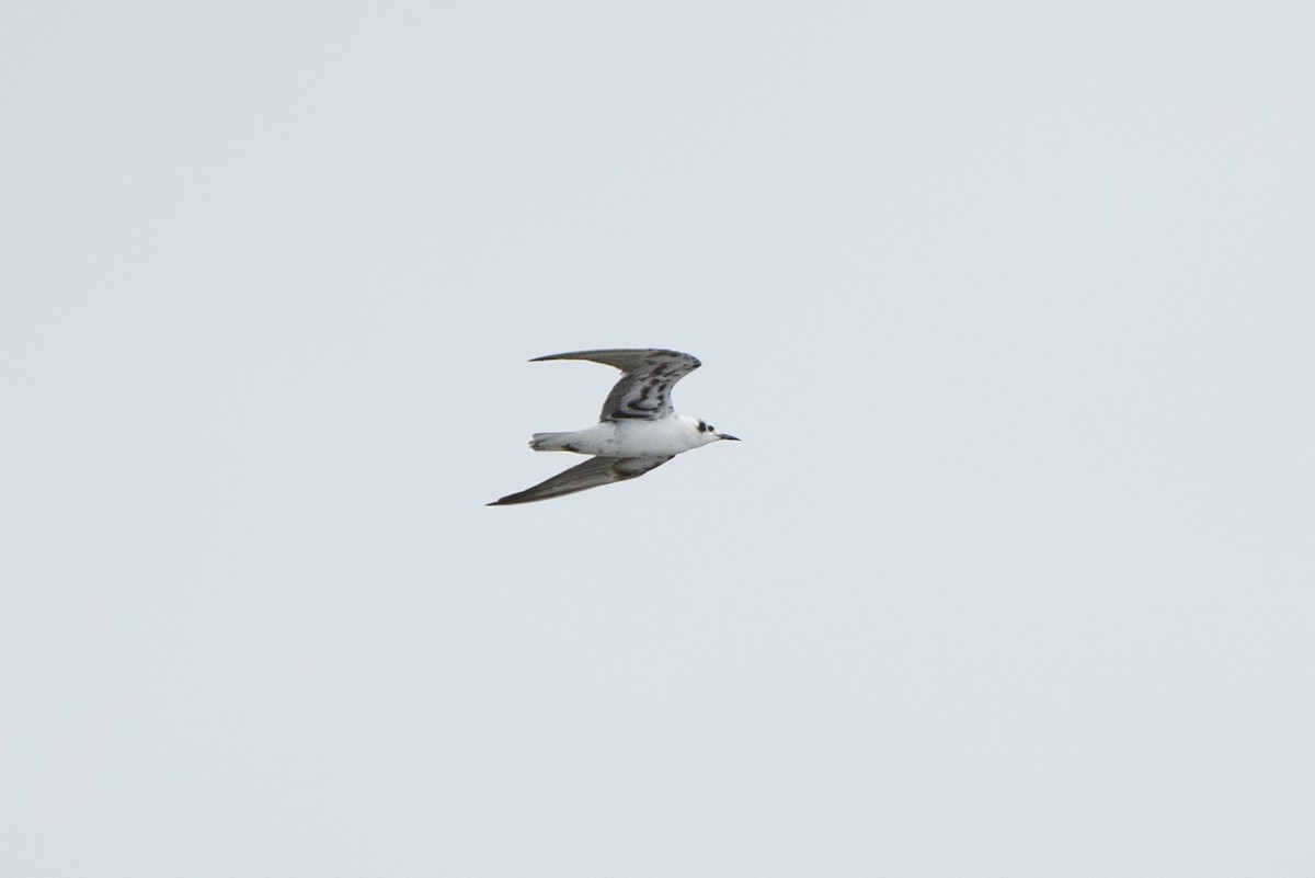 White-winged Tern - ML266466931