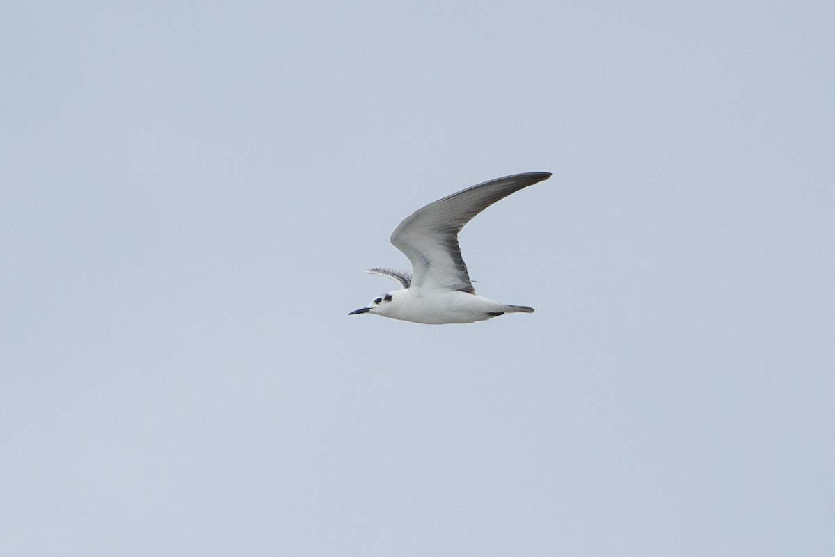 White-winged Tern - ML266466951