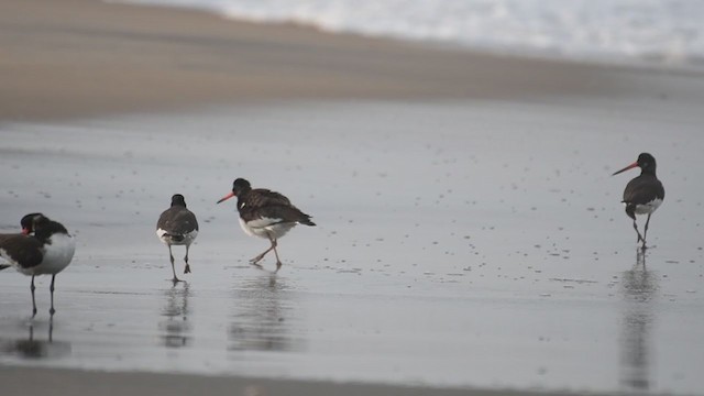 Eurasian Oystercatcher - ML266466981