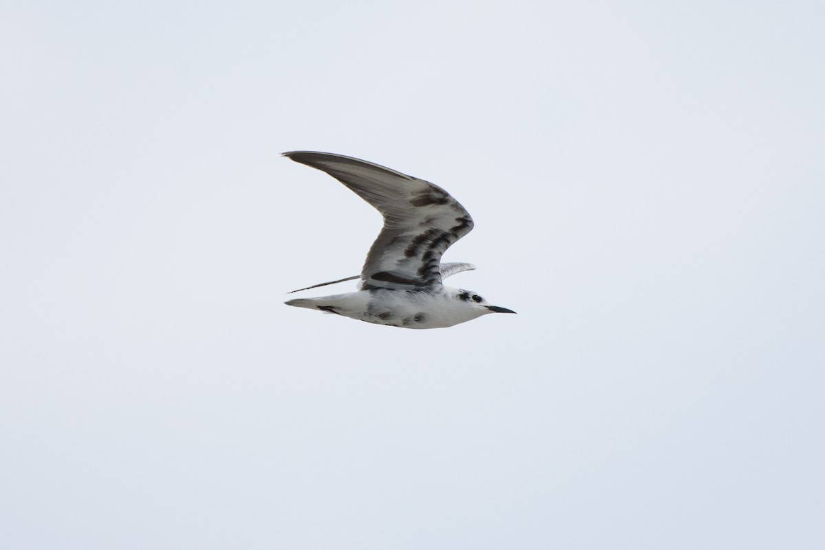 White-winged Tern - ML266467001