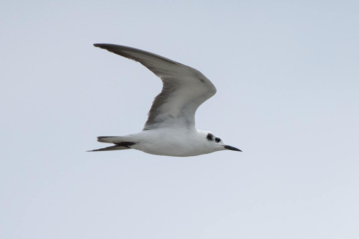 White-winged Tern - ML266467011