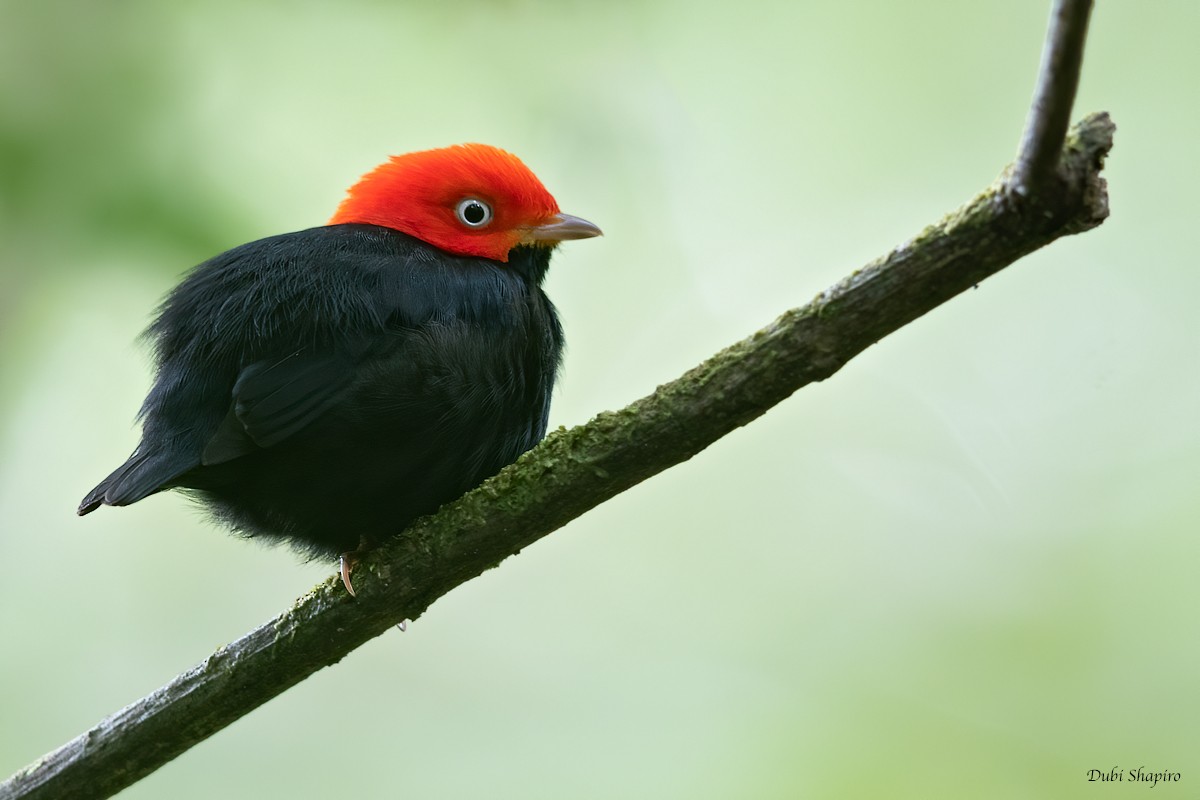 Red-capped Manakin - ML266467041