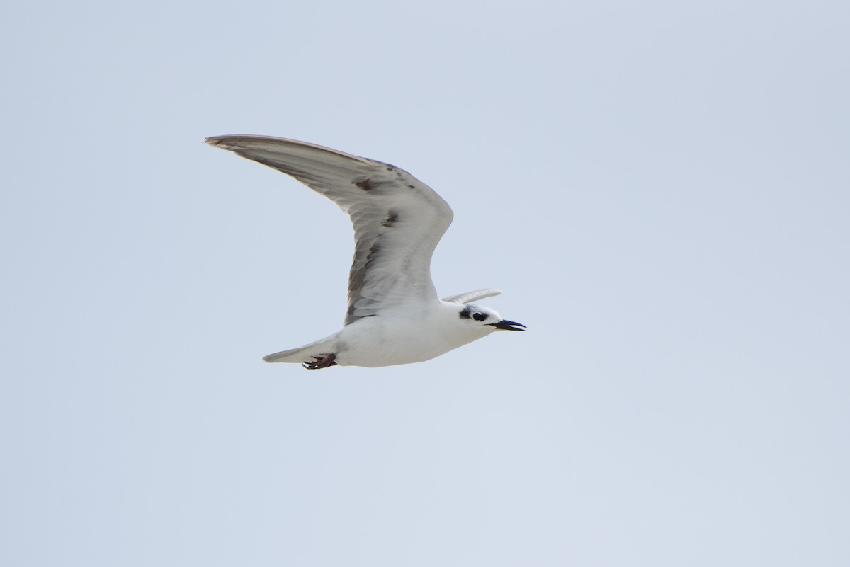 White-winged Tern - ML266467071