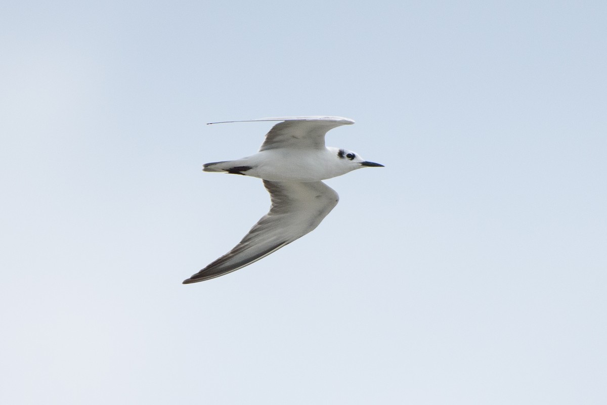 White-winged Tern - Vatcharavee Sriprasertsil