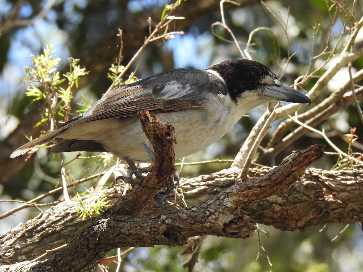 Gray Butcherbird - ML266469151