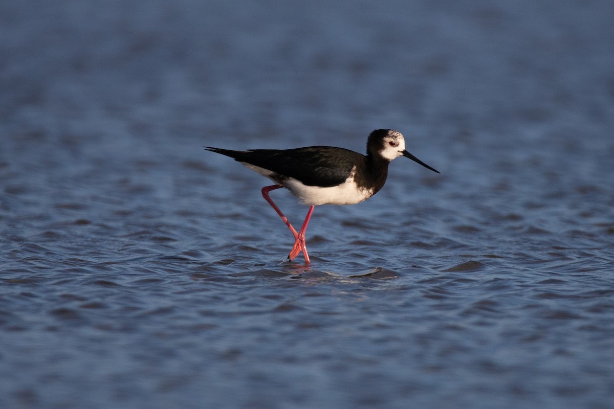 Pied x Black Stilt (hybrid) - ML266469791