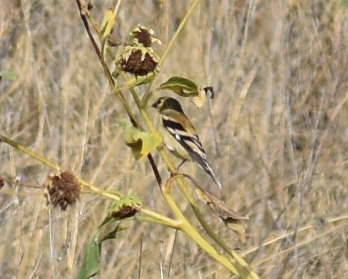 American Goldfinch - Sydney Gerig