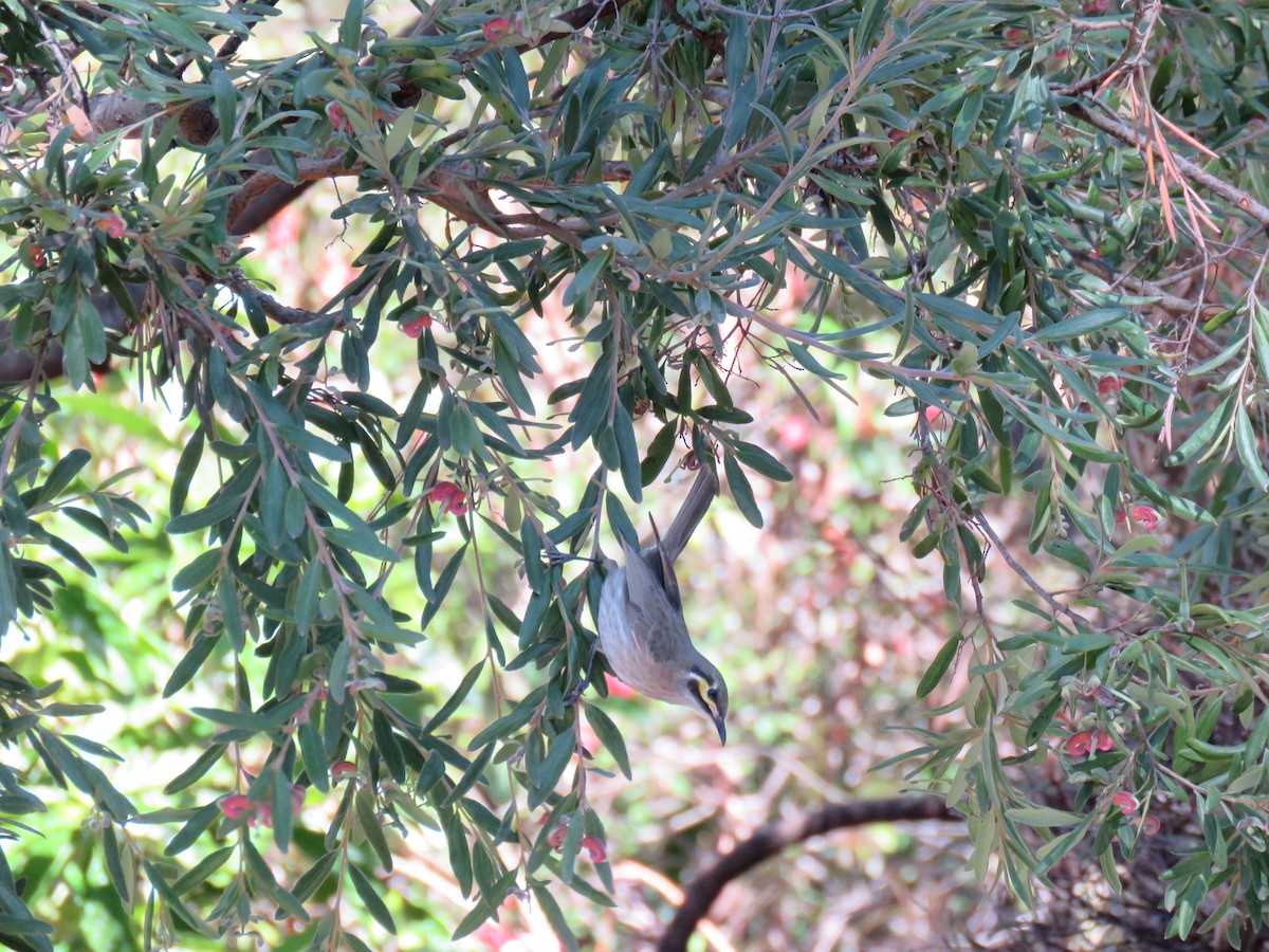 Yellow-faced Honeyeater - ML266470011