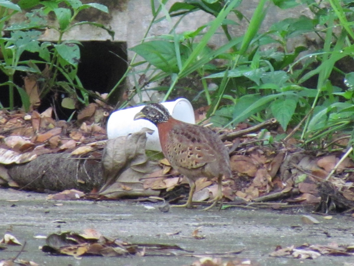 Spotted Buttonquail - ML266470081