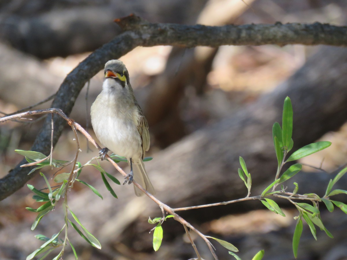 Yellow-faced Honeyeater - ML266470211