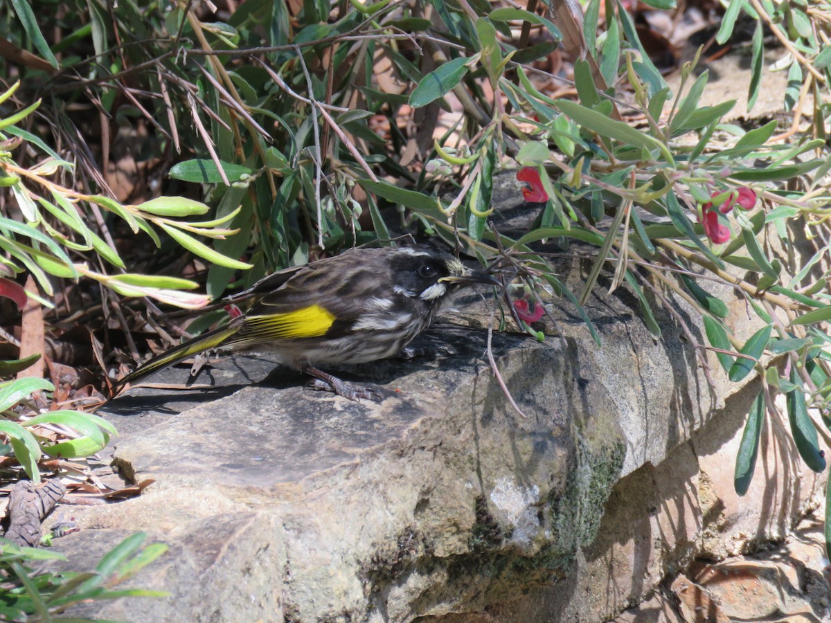 New Holland Honeyeater - ML266470241