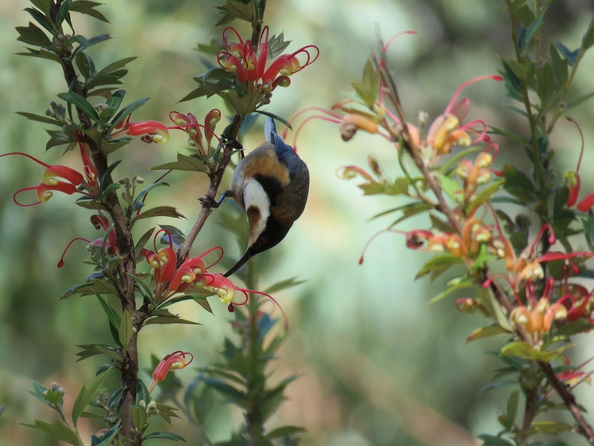 Eastern Spinebill - ML266470481