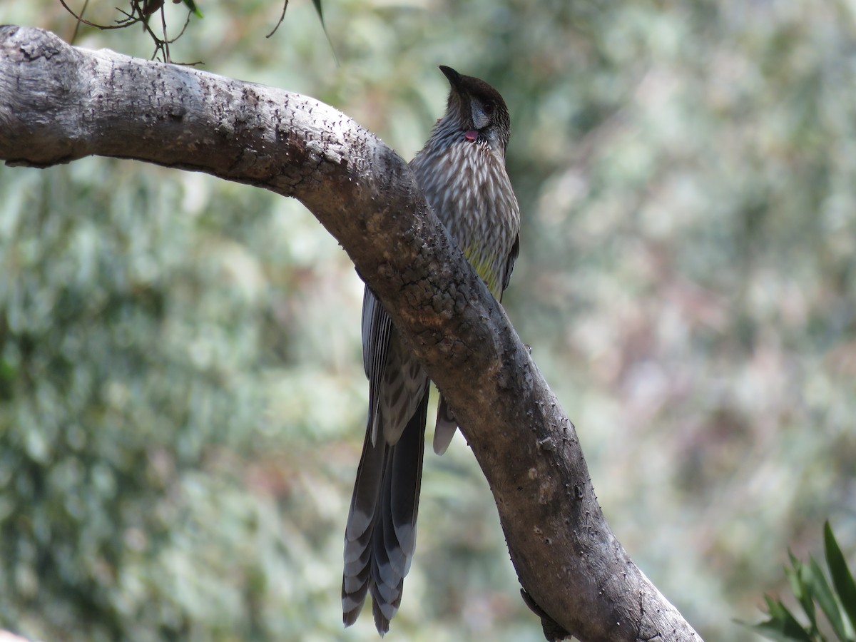 Red Wattlebird - ML266470931