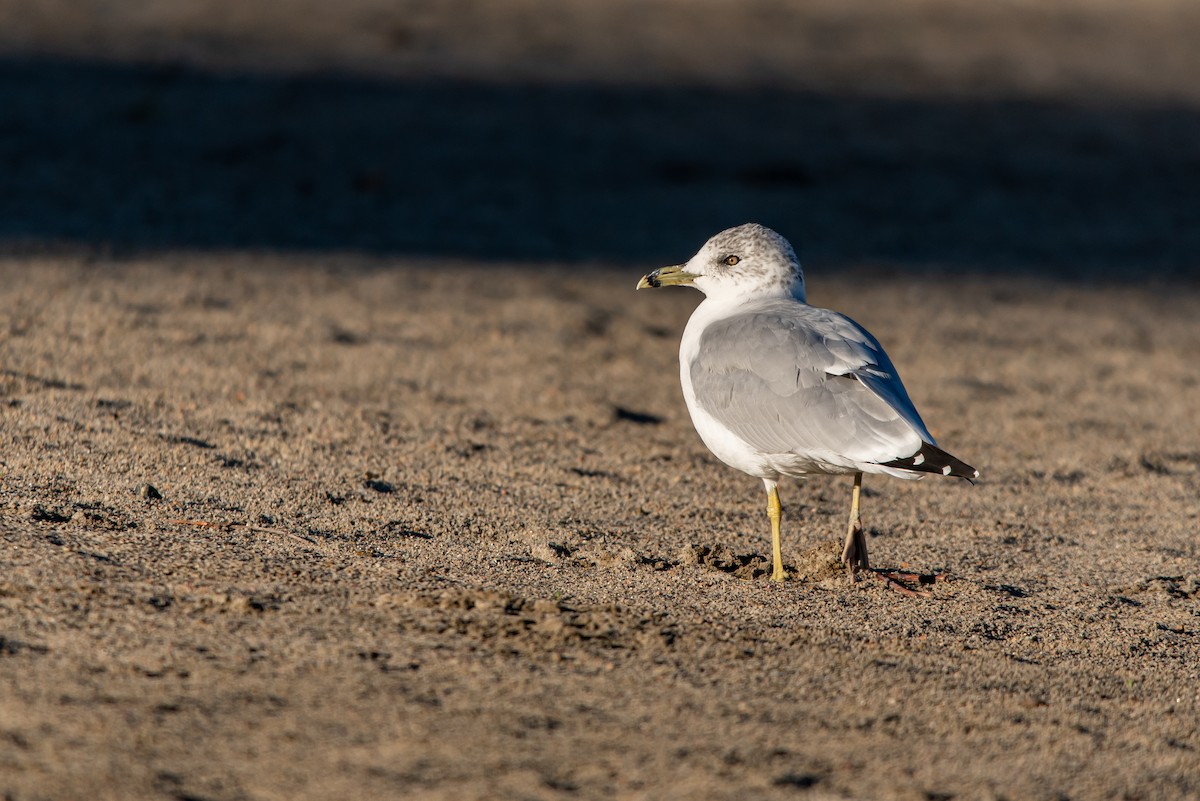 Ring-billed Gull - ML266471411