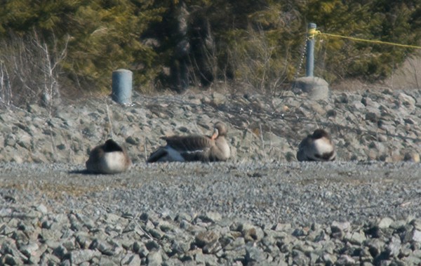 Greater White-fronted Goose - ML26647191
