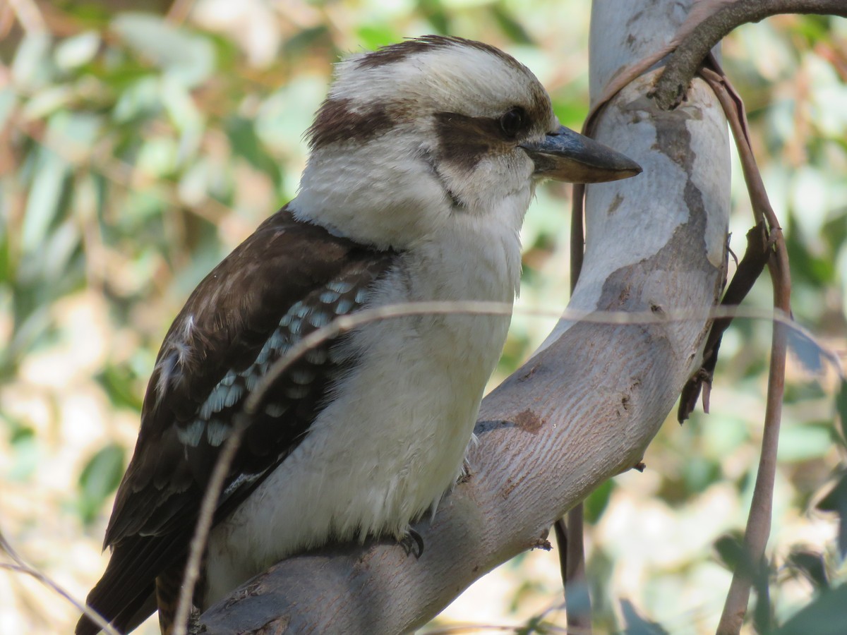 Laughing Kookaburra - ML266472351