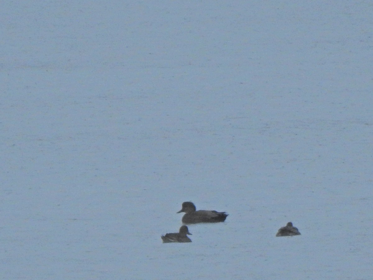 Gadwall - Laura Burke