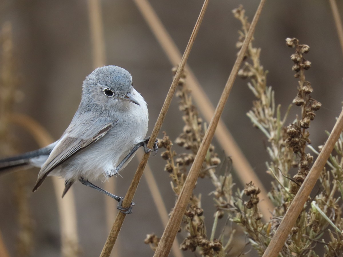 Blue-gray Gnatcatcher - ML266472491