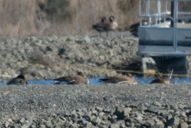 Greater White-fronted Goose - ML26647281