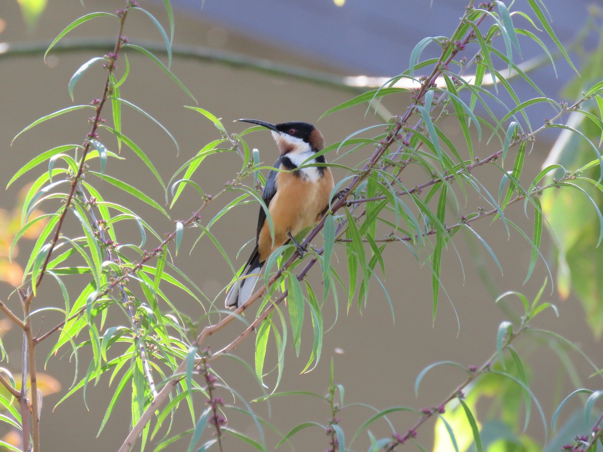 Eastern Spinebill - ML266473291