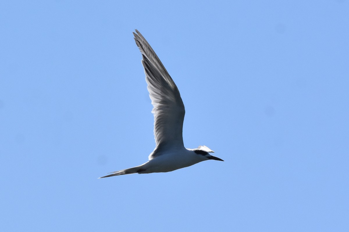 Forster's Tern - ML266474231