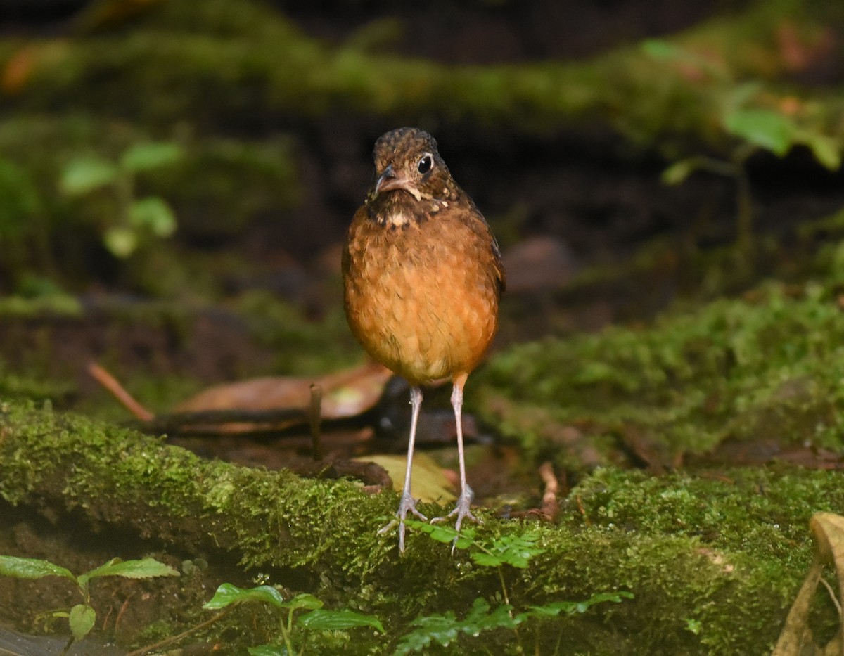 Scaled Antpitta - ML266474271