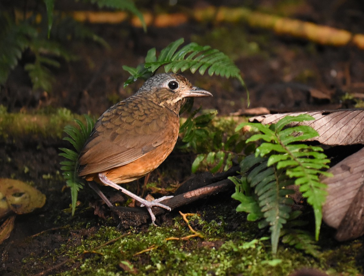 Scaled Antpitta - ML266474311