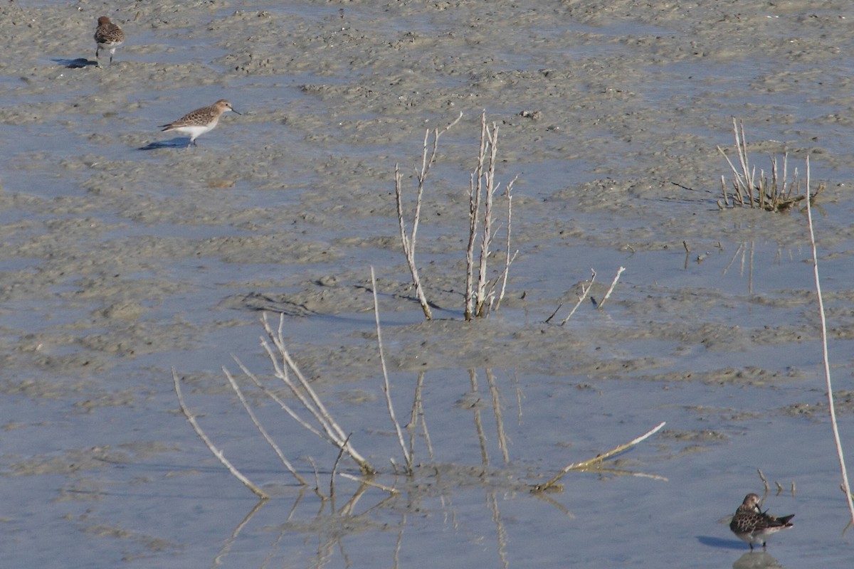 Baird's Sandpiper - ML266475321