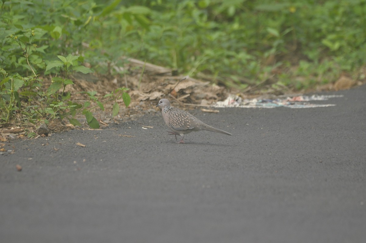 珠頸斑鳩 - ML266475361