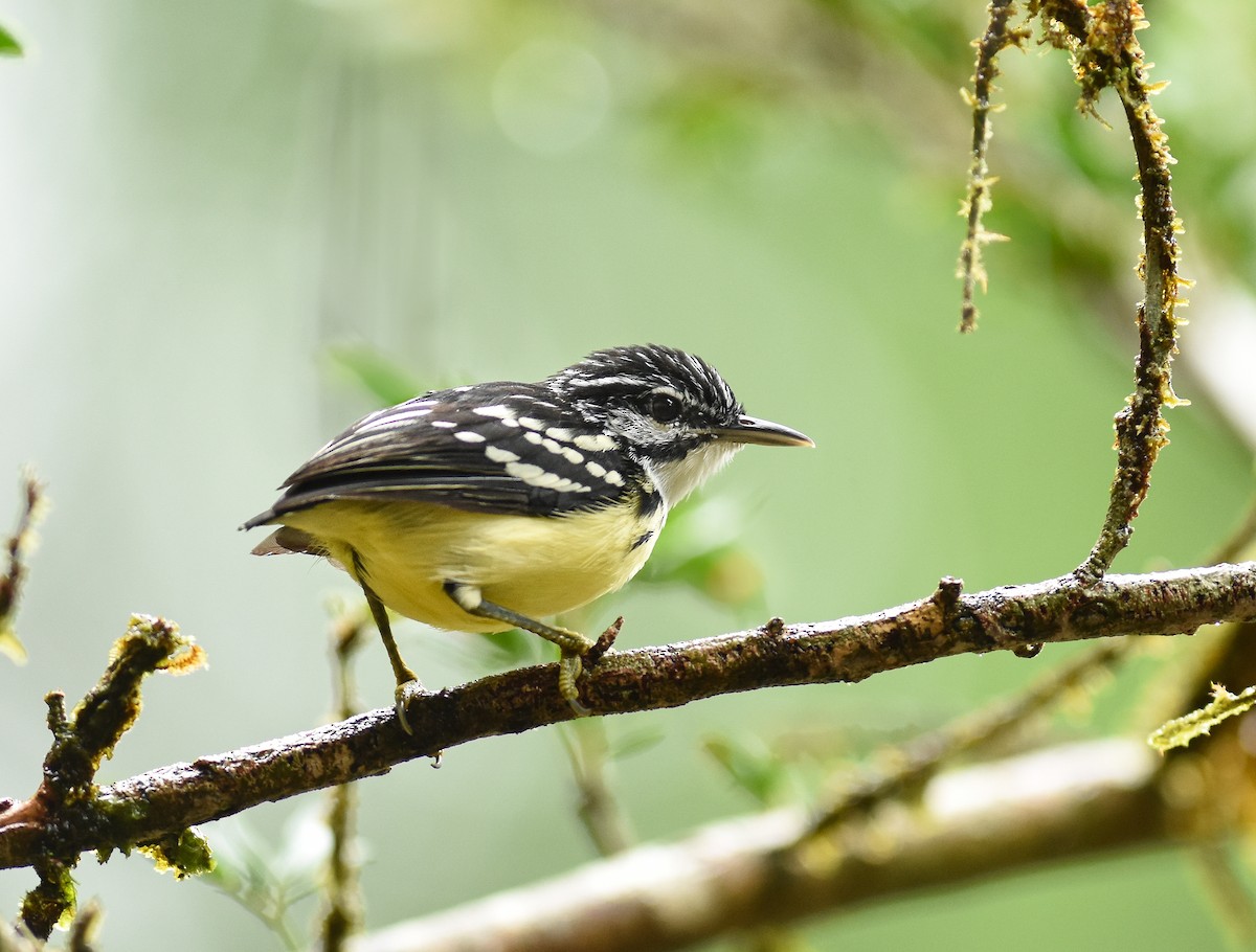 Pygmy Antwren - Alex Luna