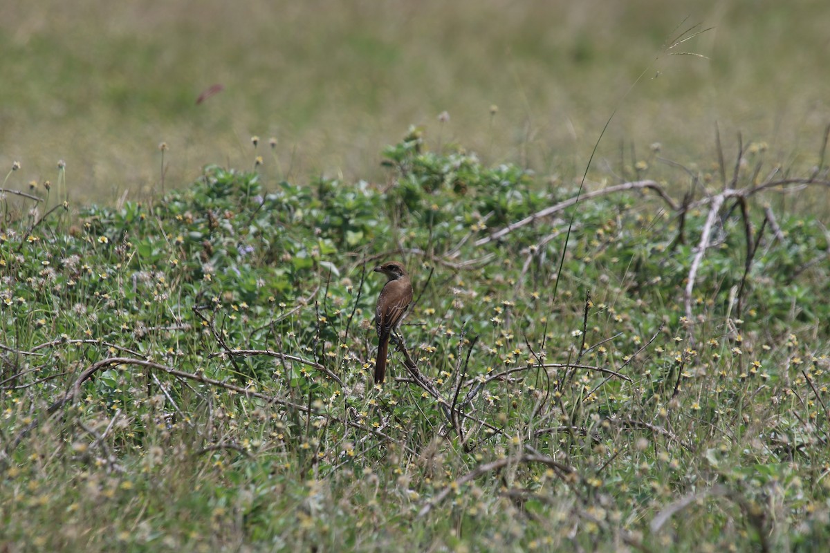 Brown Shrike - ML266476581